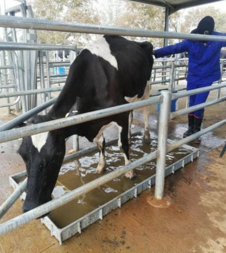 Cattle Footbath